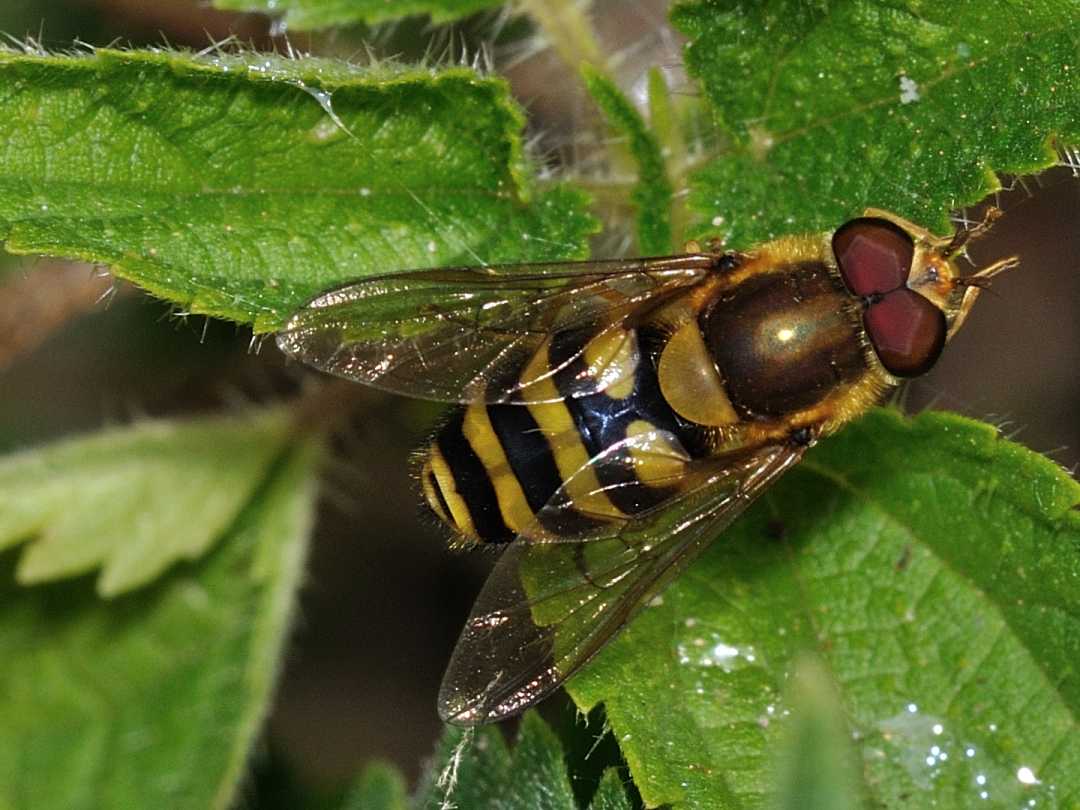 Syrphidae